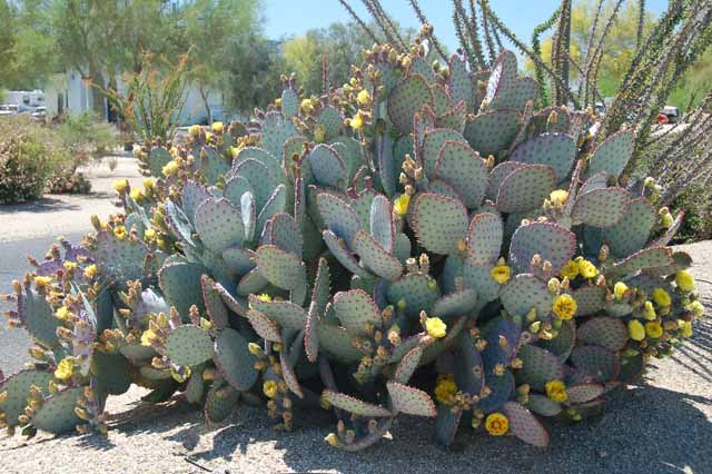 prickly pear in bloom